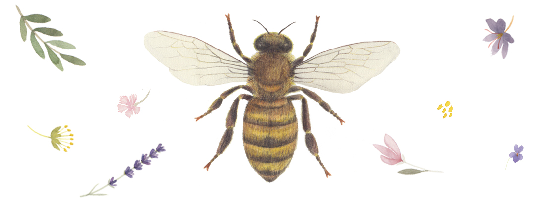 Wikema - Wiltener Kerzenmanufaktur und Imkerei